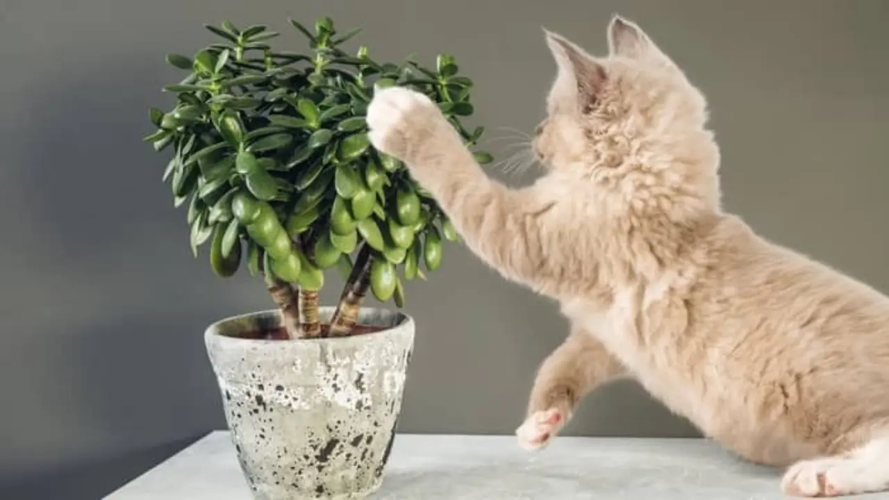 Are Money Trees Toxic to Cats