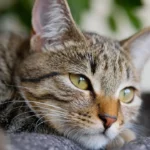 Crying Cat: Why Your Feline Friend May Be Shedding Tears