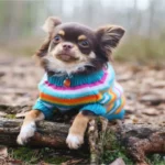 Dog Clothes: A Guide for Pet Owners