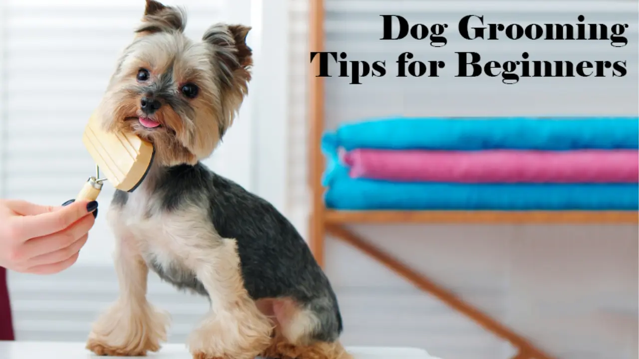 Dog Grooming A Guide for Pet Owners