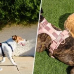 Dog Harnesses: A Guide for Pet Owners