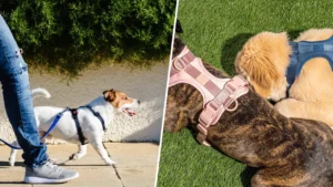 Dog Harnesses: A Guide for Pet Owners