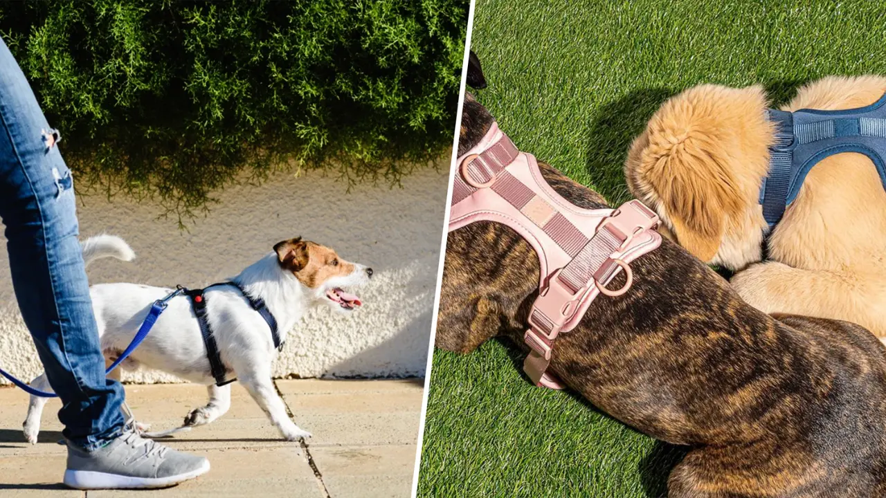 Dog Harnesses A Guide for Pet Owners