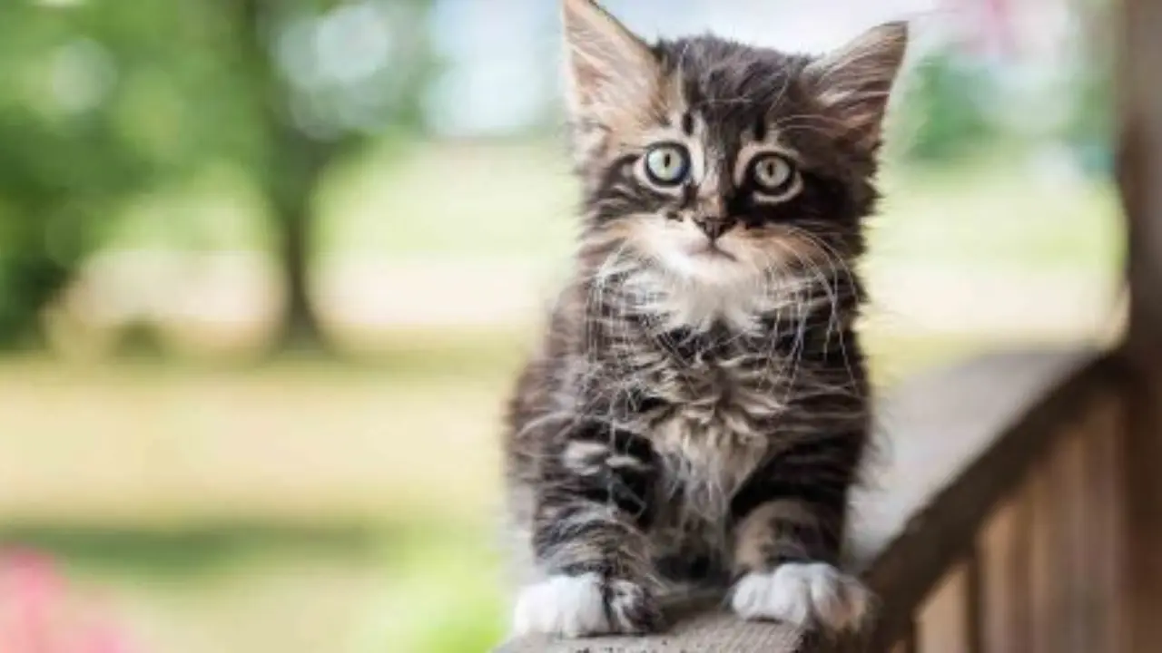 Gatos en Adopcion Finding Loving Homes for Feline Friends