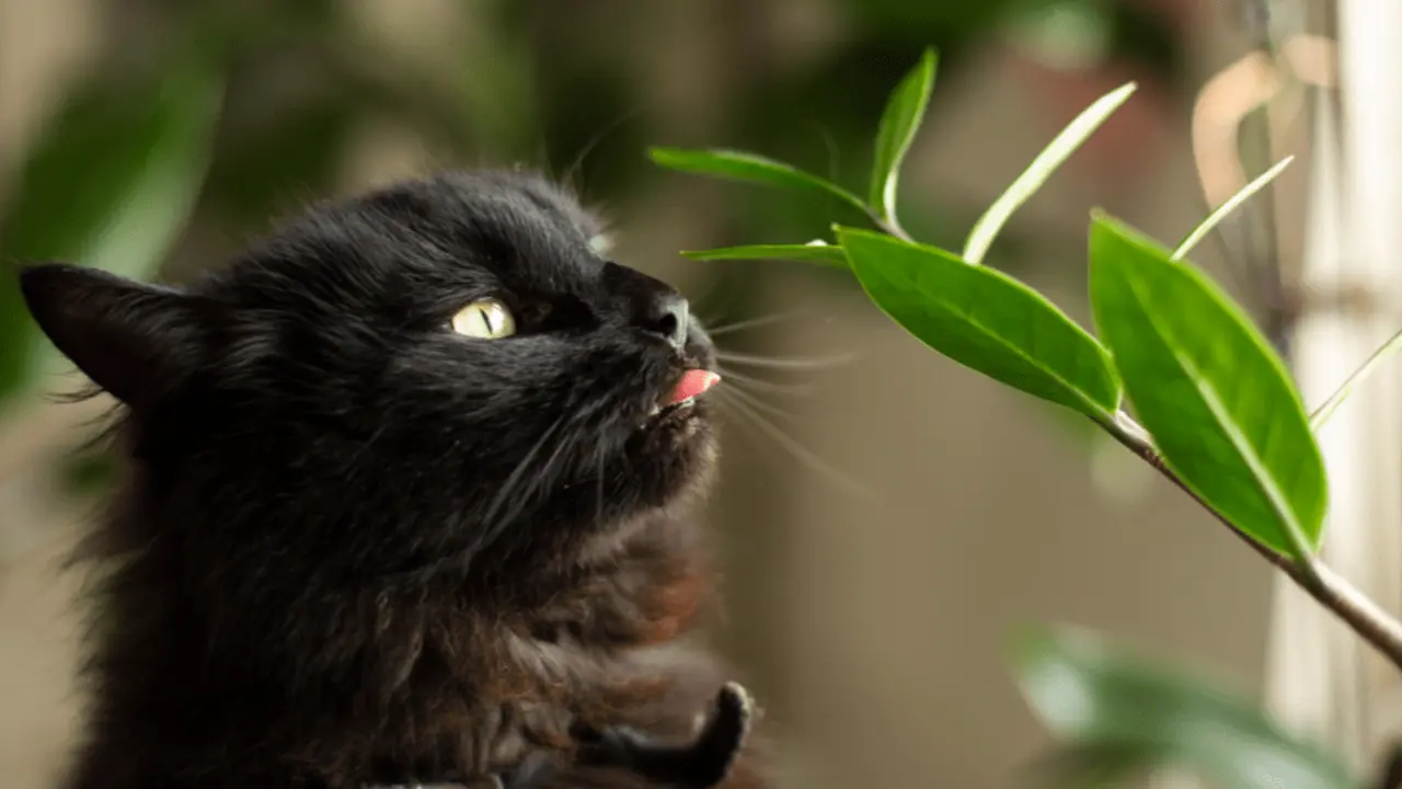 Is Baby's Breath Toxic to Cats Exploring the Potential Dangers