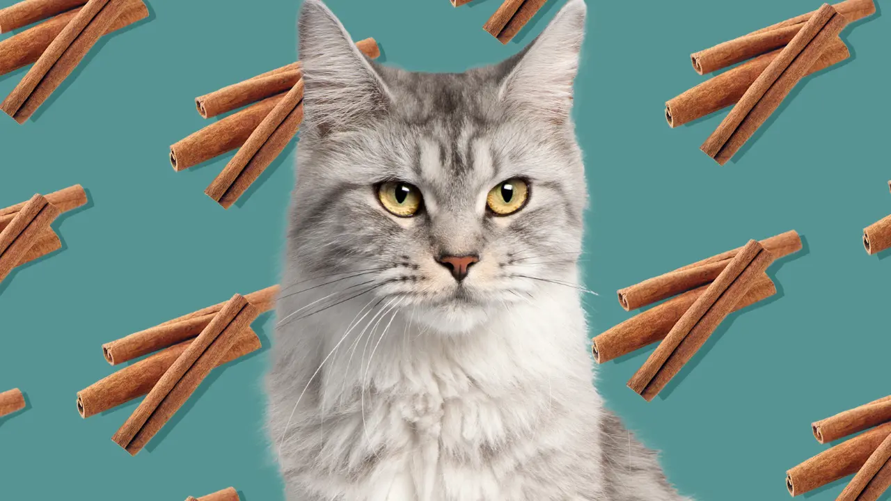 Is Cinnamon Bad for Cats  Understanding the Potential Risks