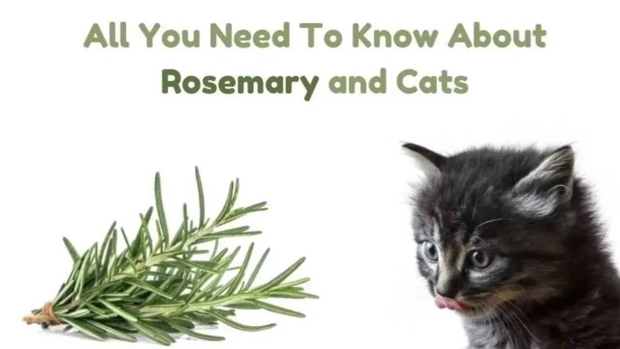 Is Rosemary Safe for Cats Exploring the Benefits and Risks