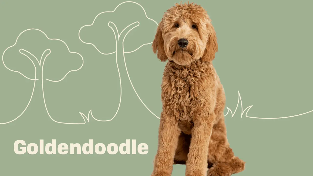 Are Goldendoodles Hypoallergenic Separating Fact from Fiction