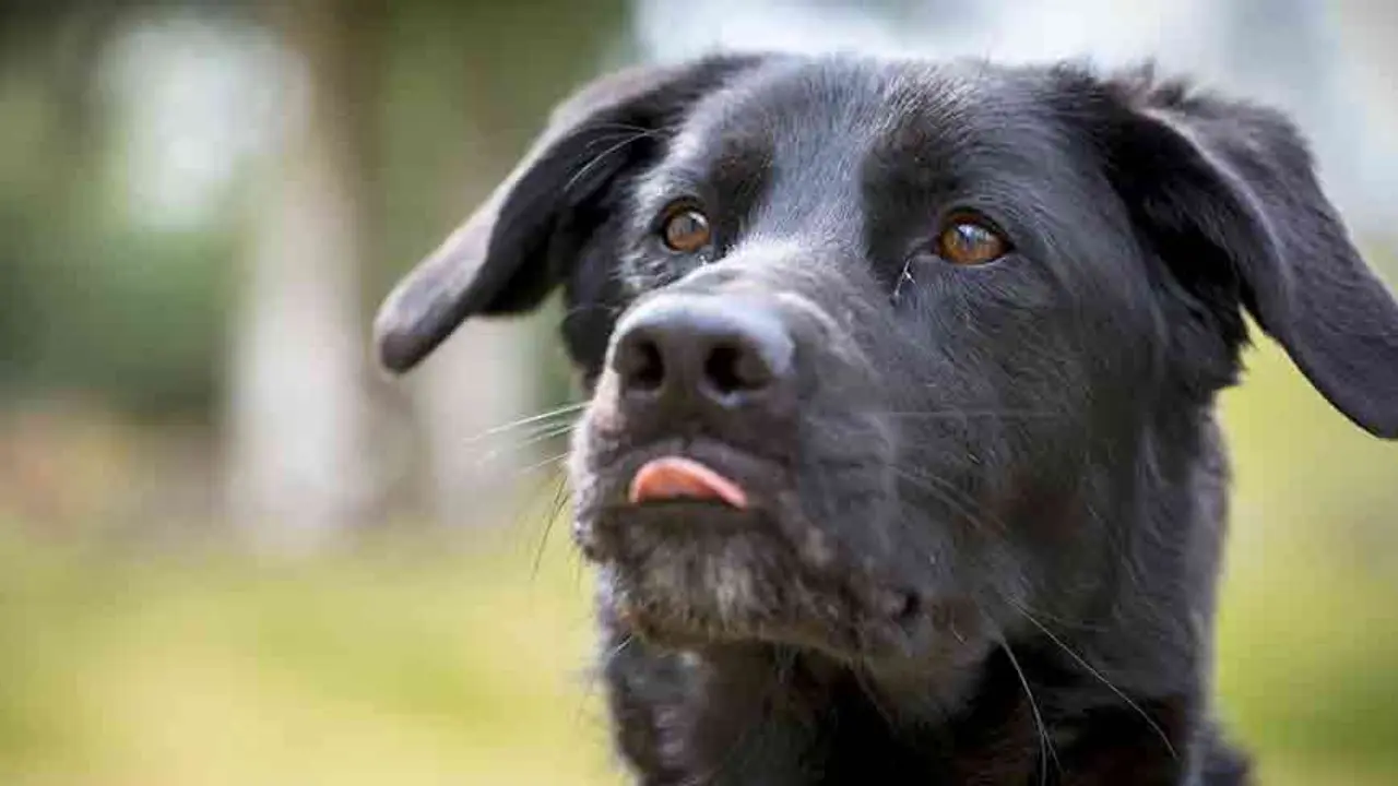 Black Lab German Shepherd Mix A Perfect Blend of Intelligence and Loyalty