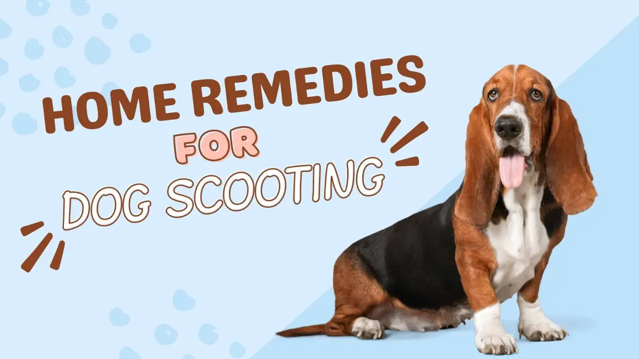 Home Remedies for Dog Scooting Promoting Comfort and Well-being