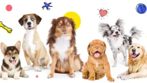 Spanish Dog Names: Adding a Touch of Culture to Your Canine Companion